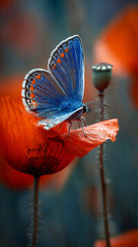 papillon_coquelicot