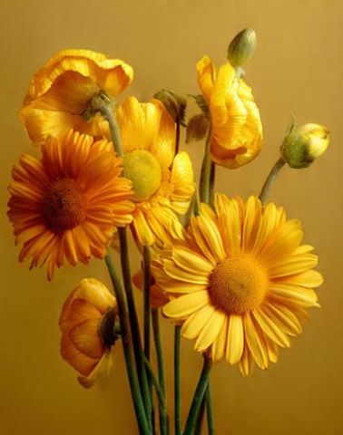 la_fleur_qui_se_meure